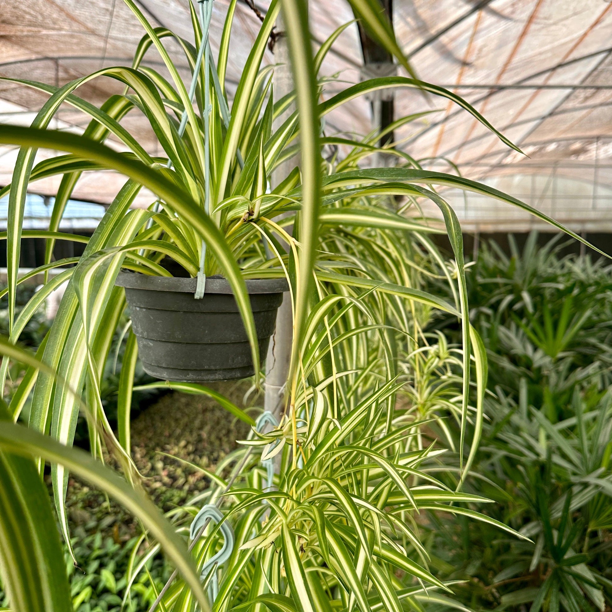 spider plant español Shop Spider Plant, aslo known as Chlorophytum comosum,at Kaynuna Online Plant Store, in Cairo, Egypt. – Kaynuna.co