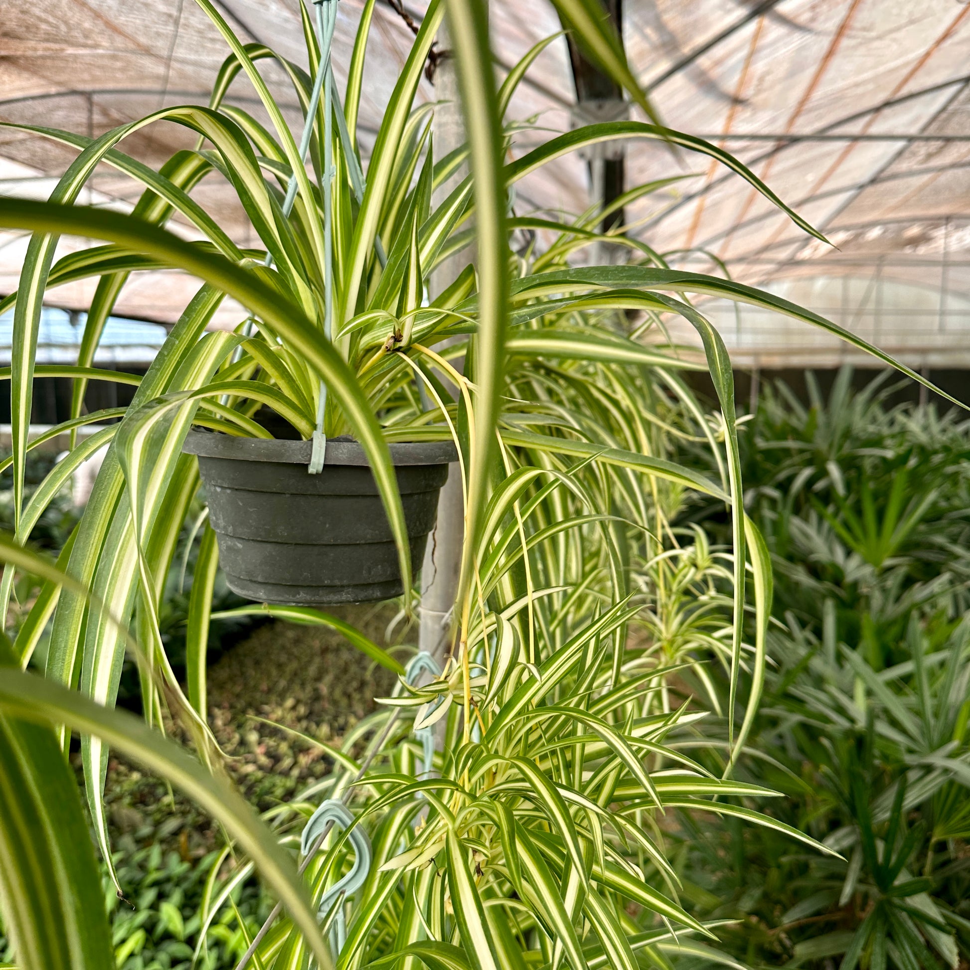 Shop Spider plant, Chlorophytum comosum, from kaynuna online plant store/ Cairo/ Egypt.