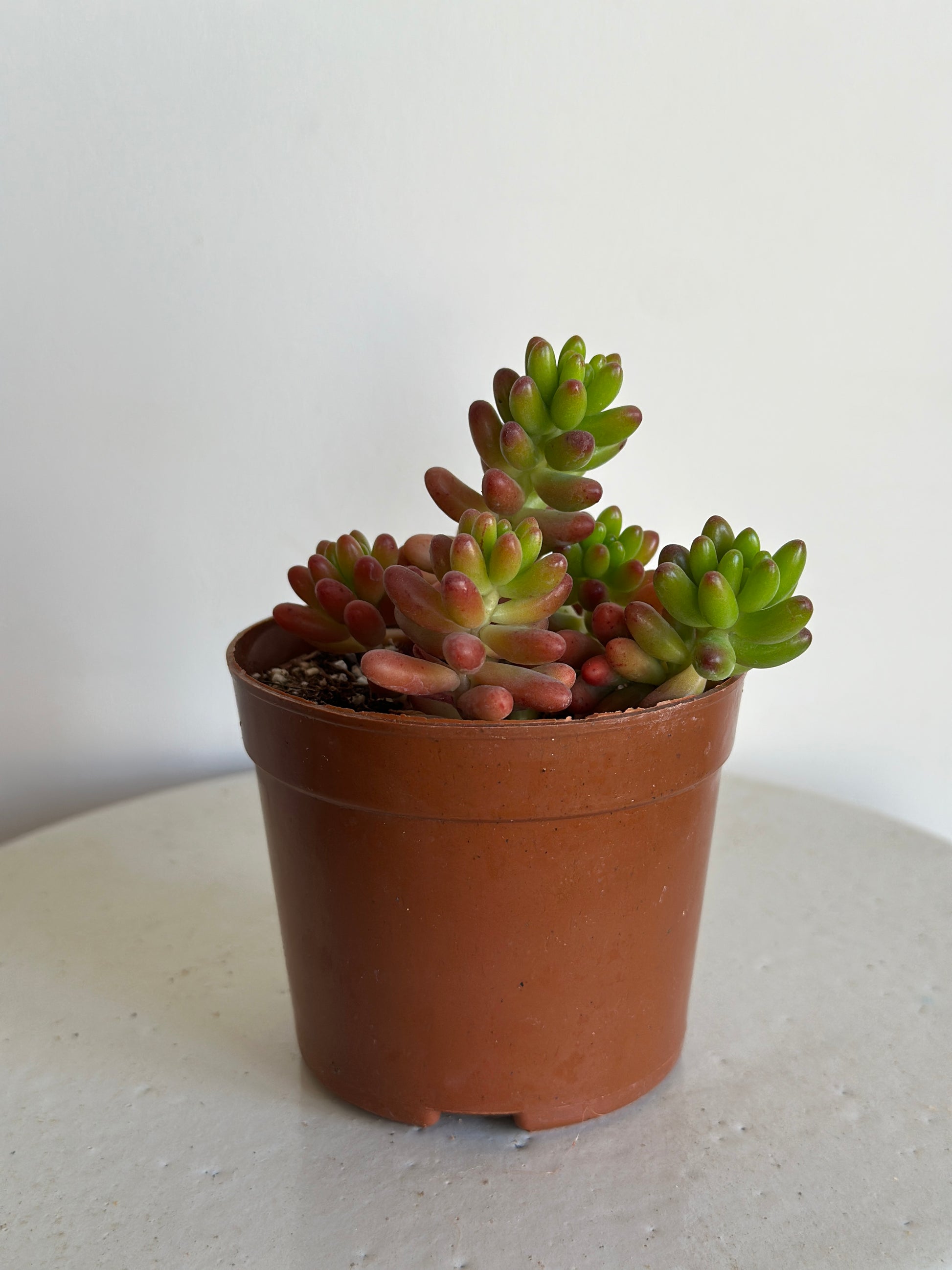 Small succulent plant in a brown pot on a light gray background