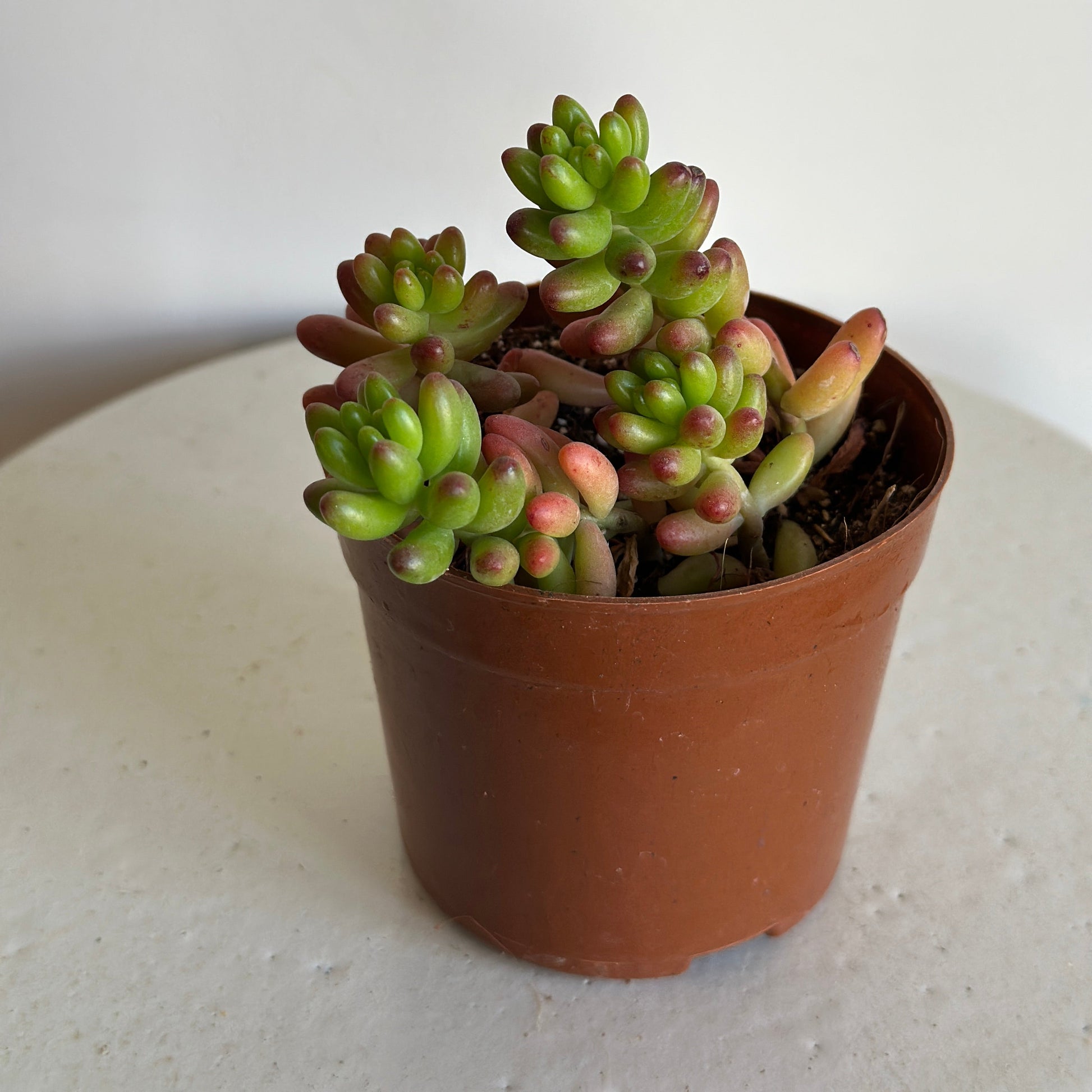 Small succulent plant in a brown pot on a light gray background