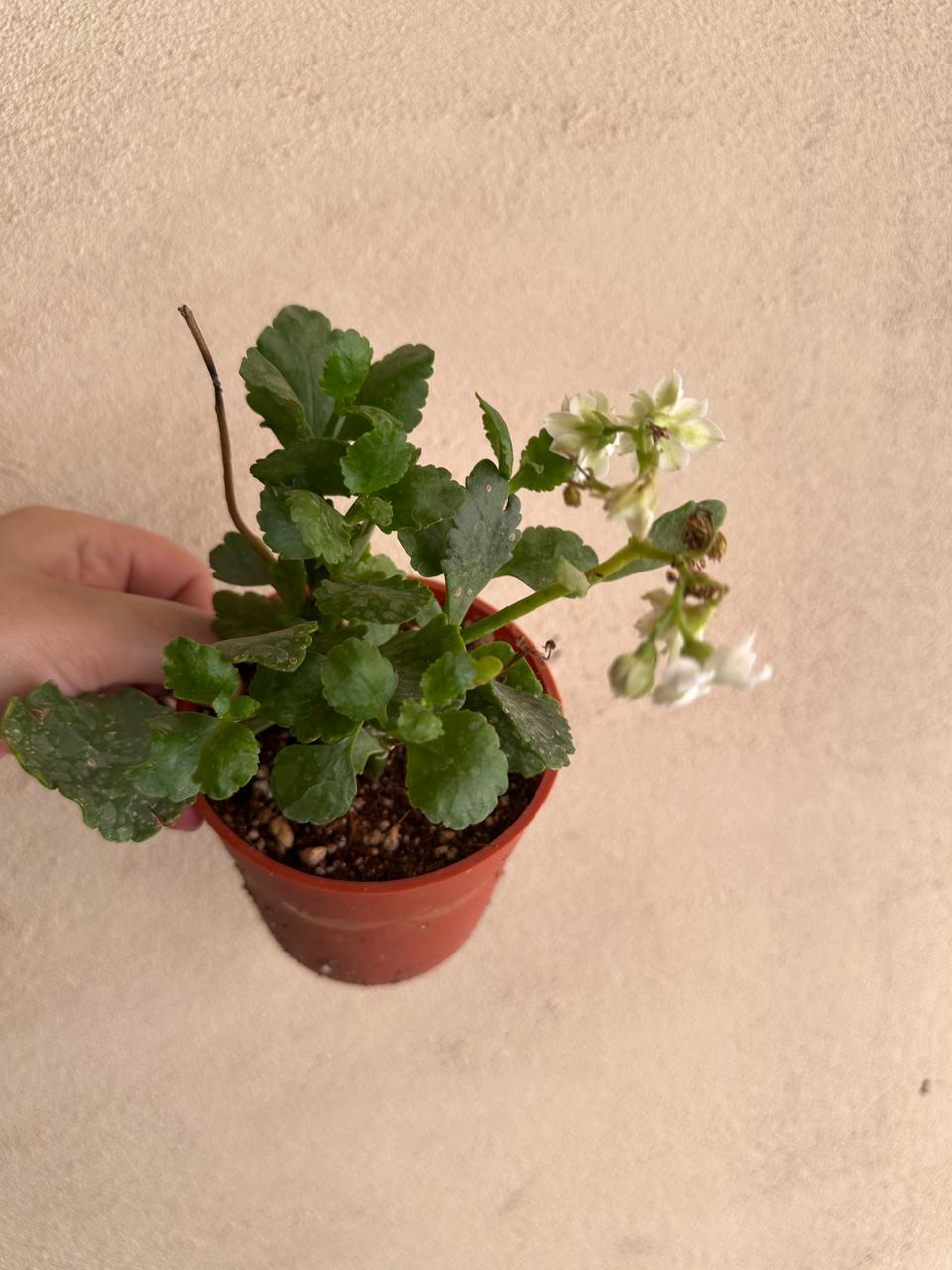 Florist Kalanchoe - Clearance
