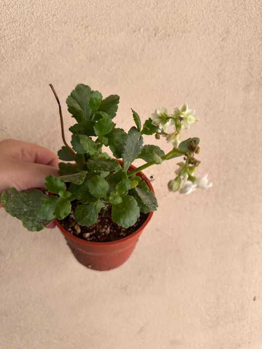 Florist Kalanchoe - Clearance