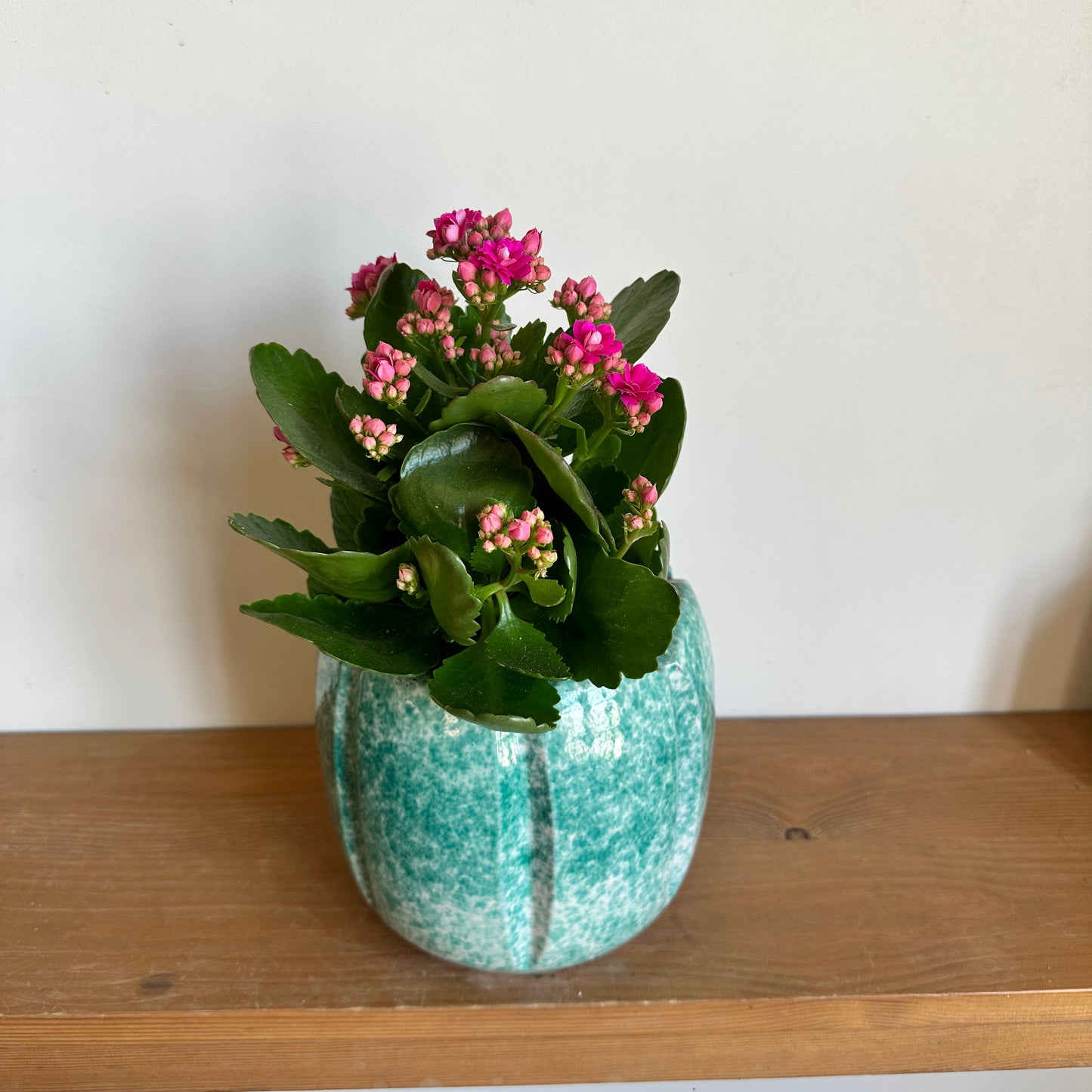 Pink Kalanchoe — Scallop Ceramic Pot, Turquoise | Kaynuna