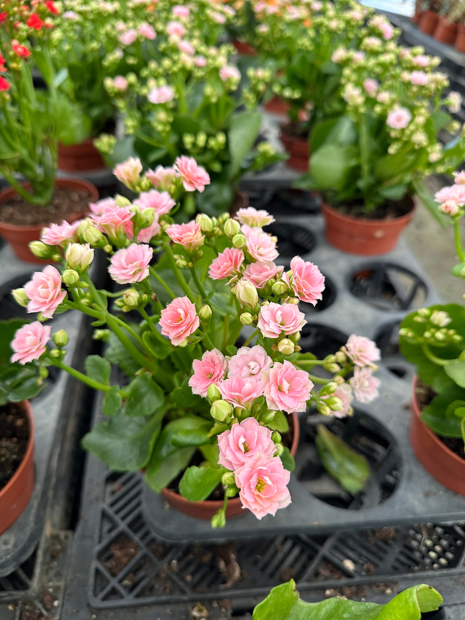 A potted Kalanchoe plant with green leaves and clusters of small pink flowers, placed on a wooden surface.