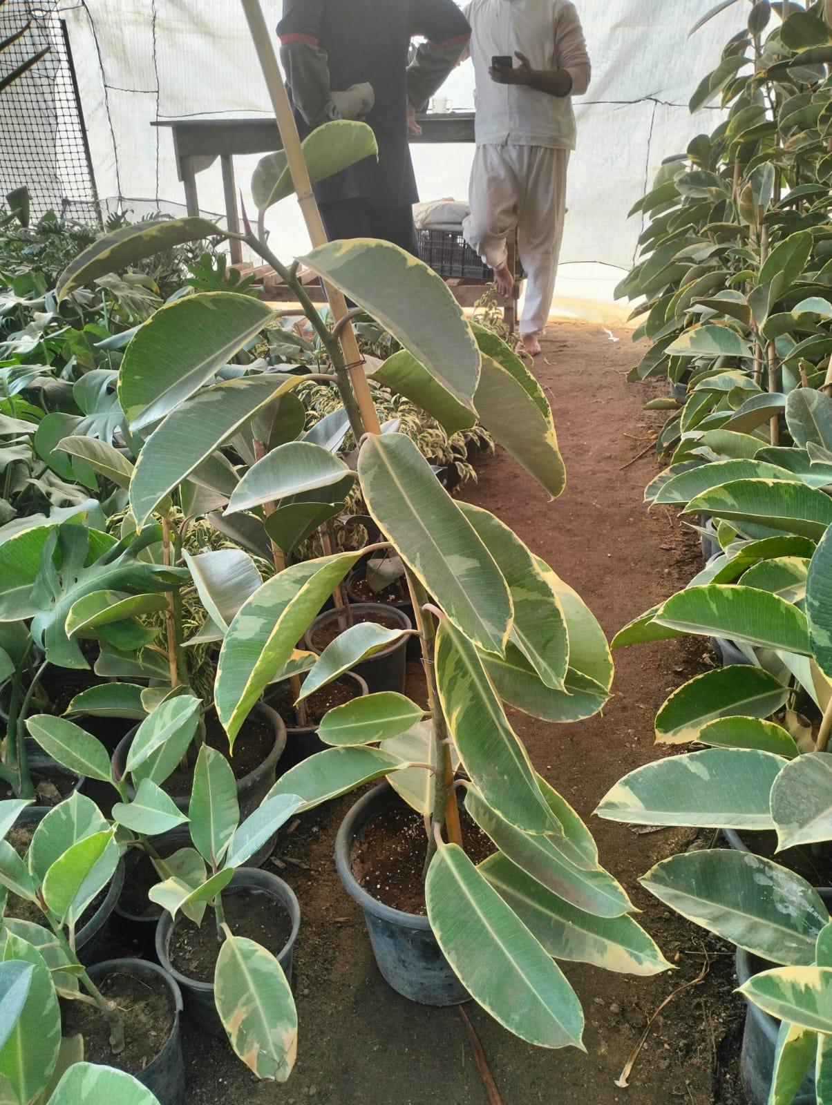 White Rubber Tree