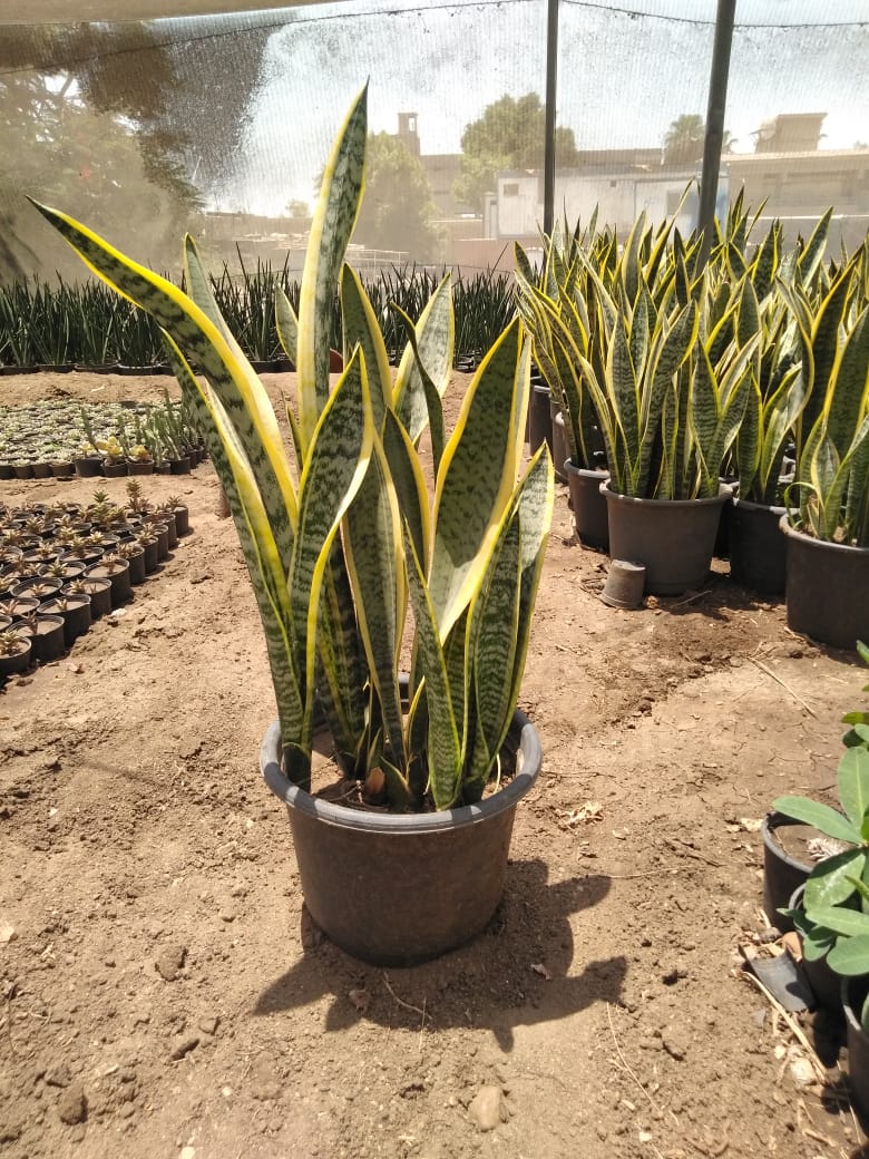 Snake Plant Family Bundle