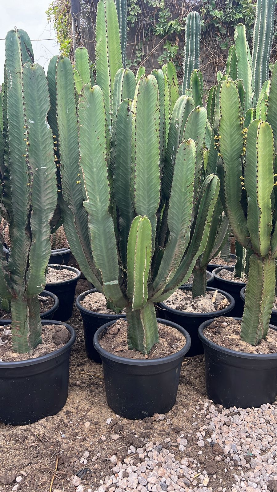 Large indoor cactus