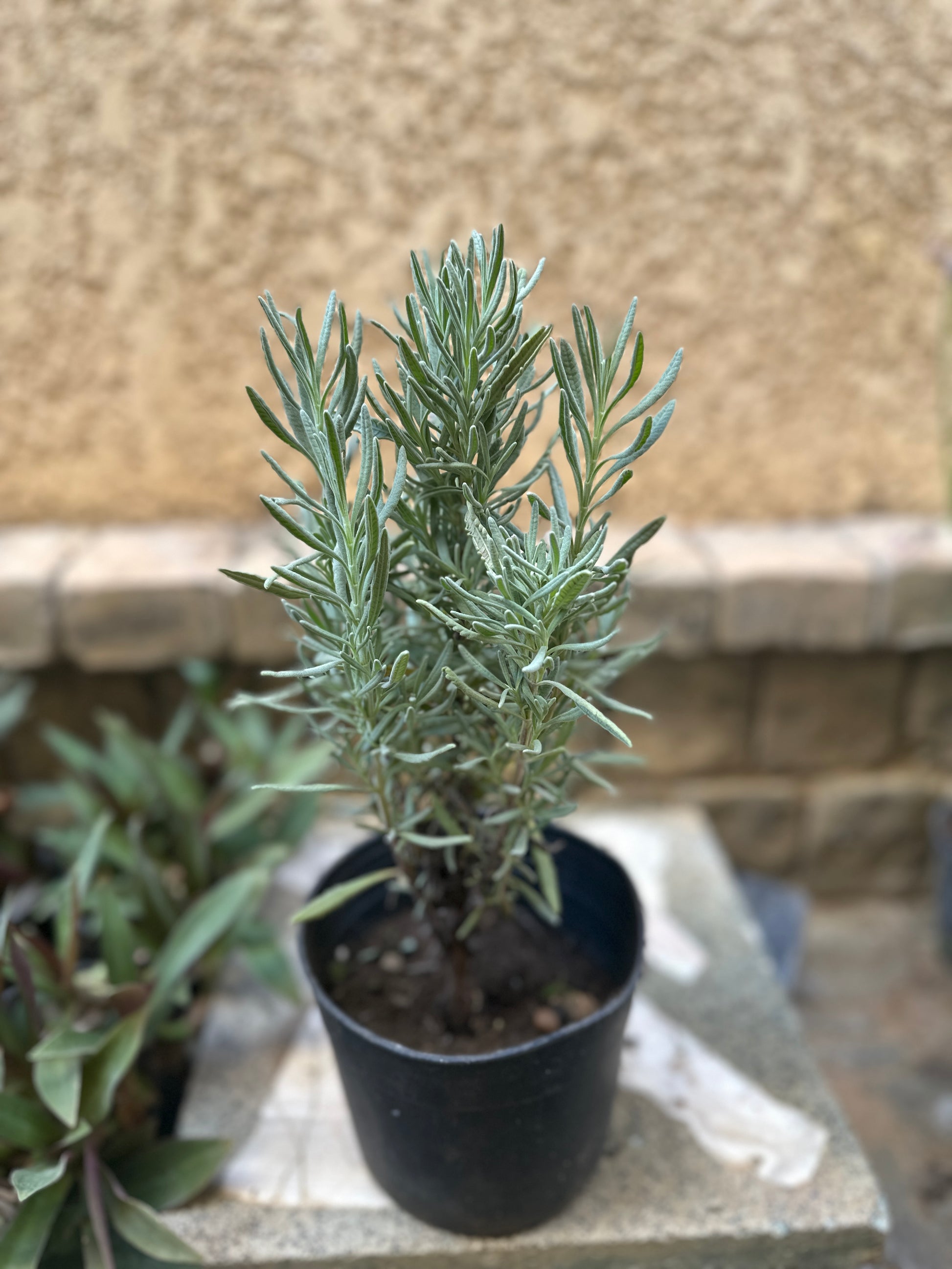 Shop Lavender Plant in Cairo Egypt.