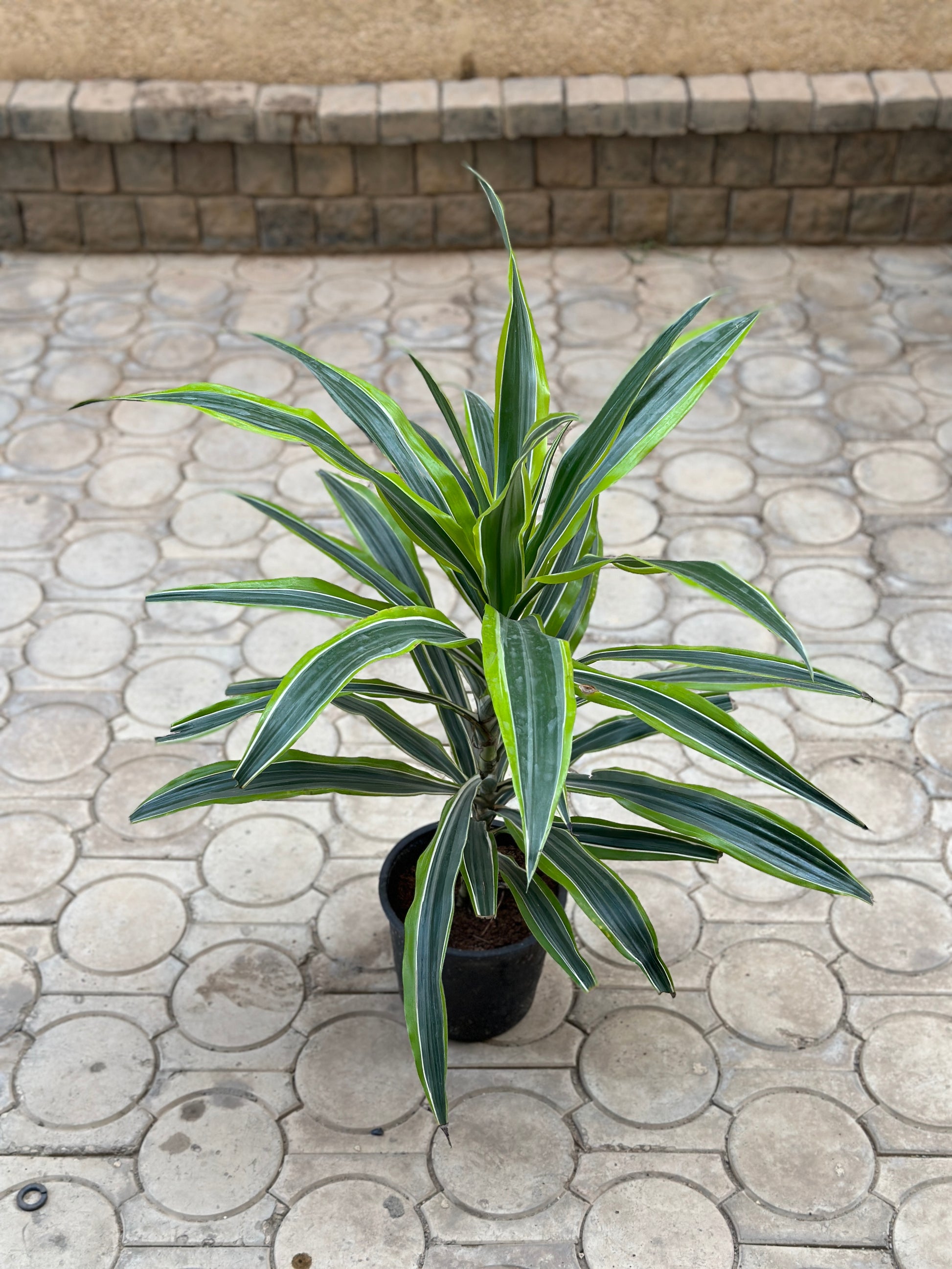 Lemon Dracena