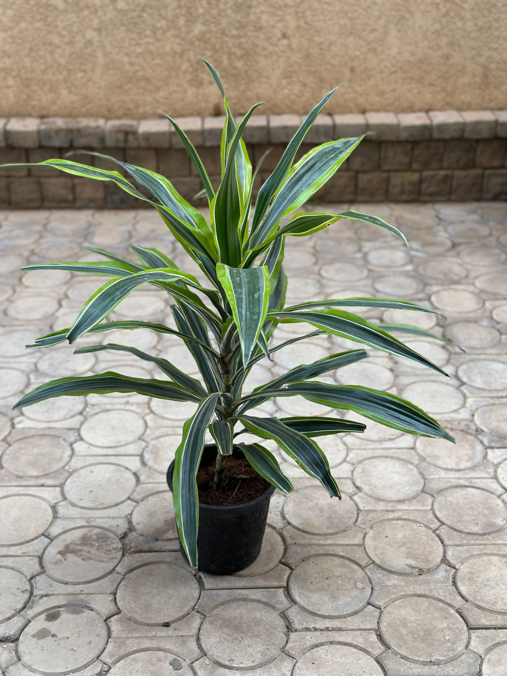 lemon surprise dracaena plant Lemon Surprise - Dracaena Fragrans