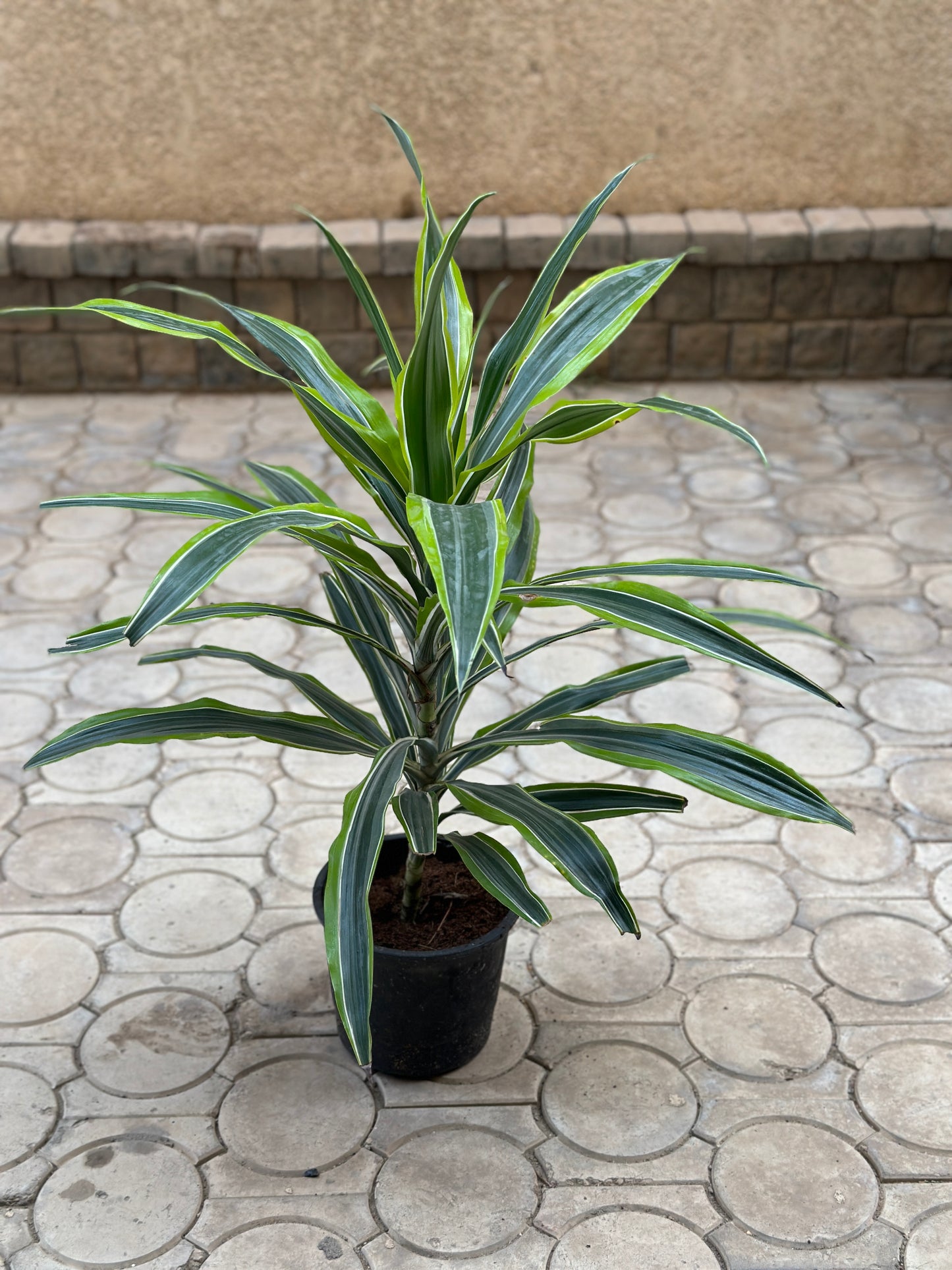 Lemon Dracena houseplant potted in black pot