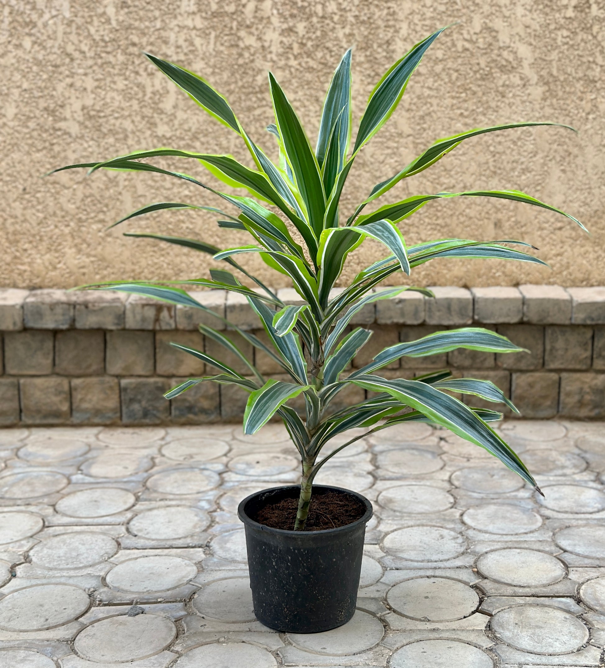 Lemon Dracena potted in black nursery pot