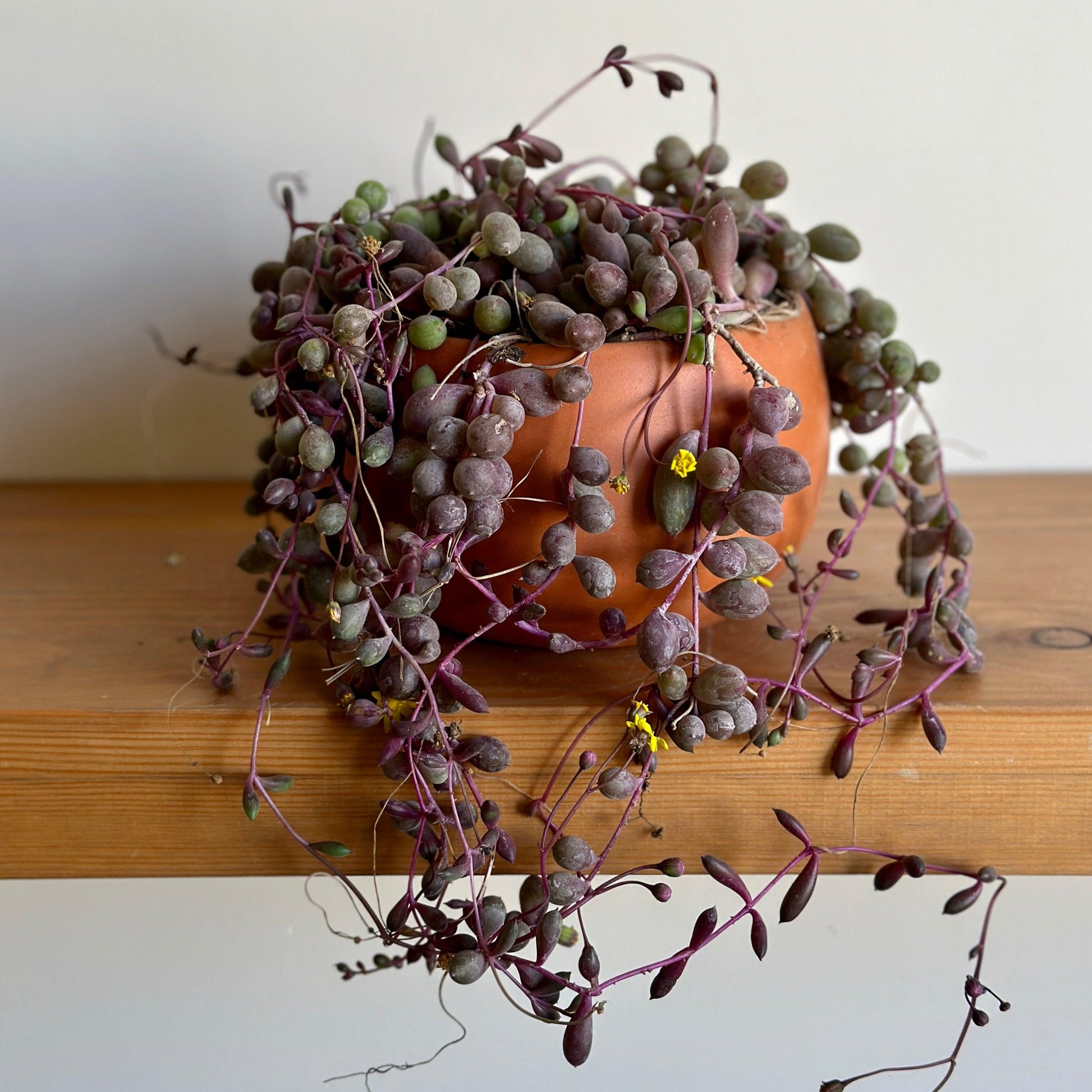 Little Pickles succulent in Terracotta Clay Pot | Egypt.