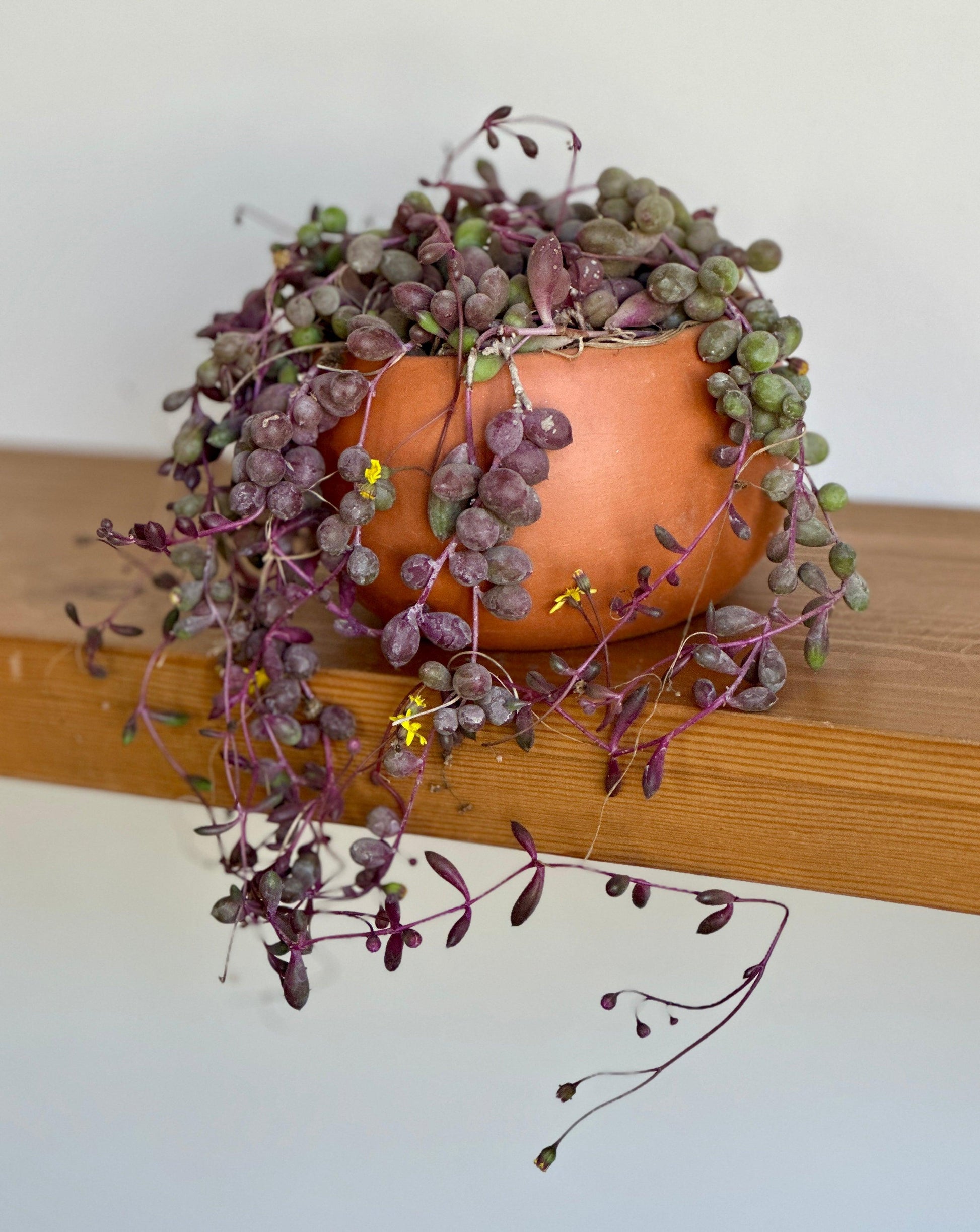 Little pickles in terracotta clay pot