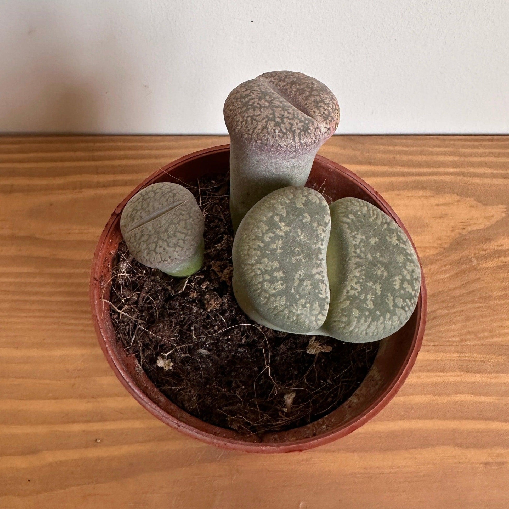 livingstone succulent Living Stone (Lithops) – Kaynuna.co