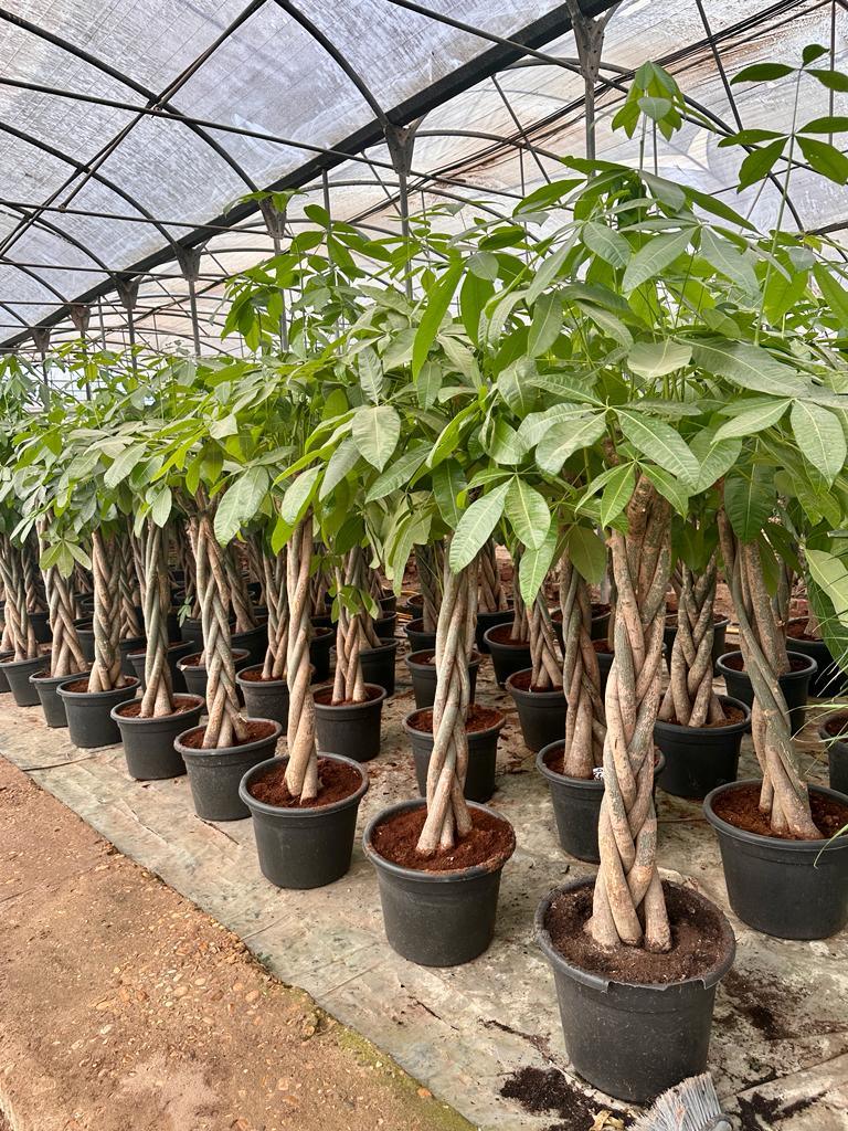 money tree available Money Tree – Kaynuna.co