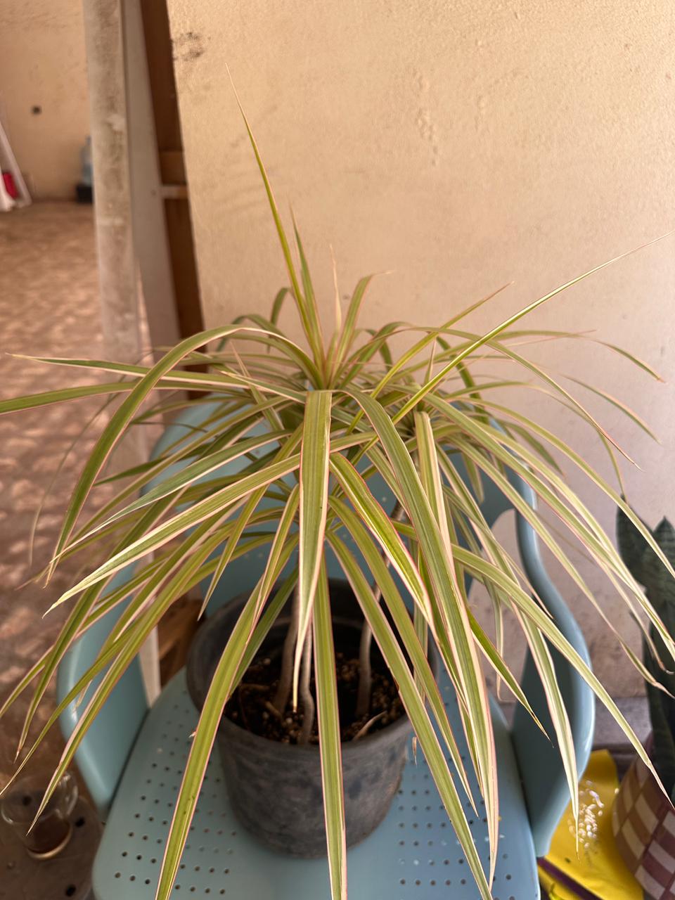 Madagascar Dragon Tree - Clearance