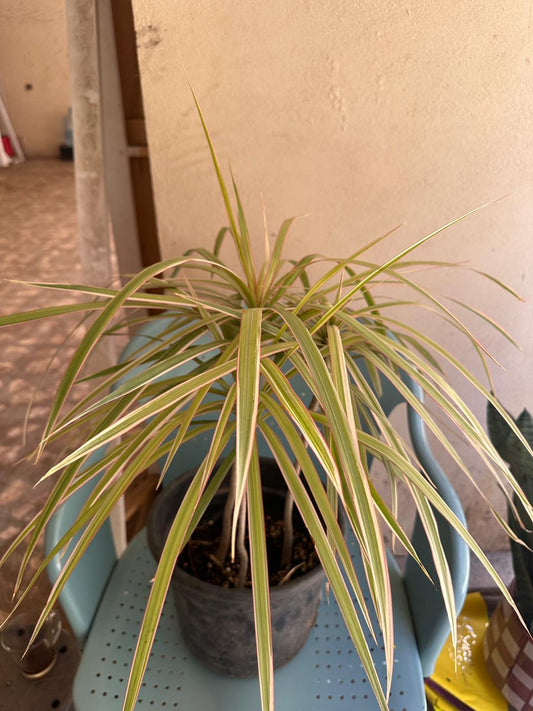 Madagascar Dragon Tree - Clearance