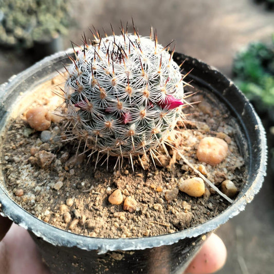 Cotton Ball Cactus