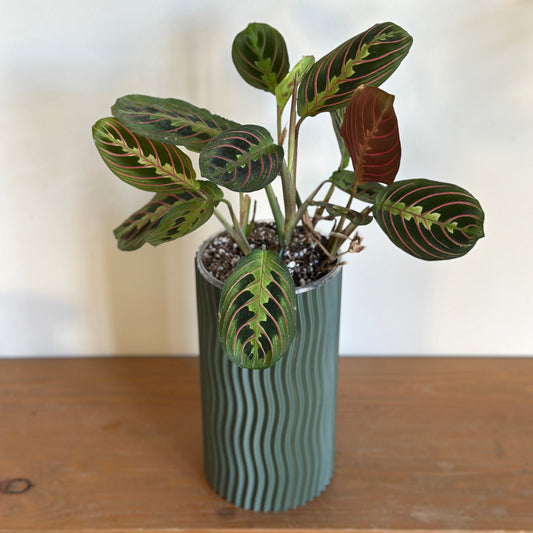 Maranta