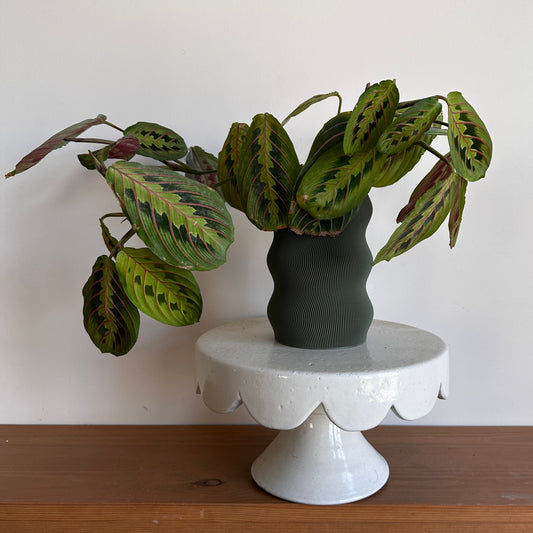 product image of Maranta in self-watering pot on a shelf by kaynuna.co |egypt