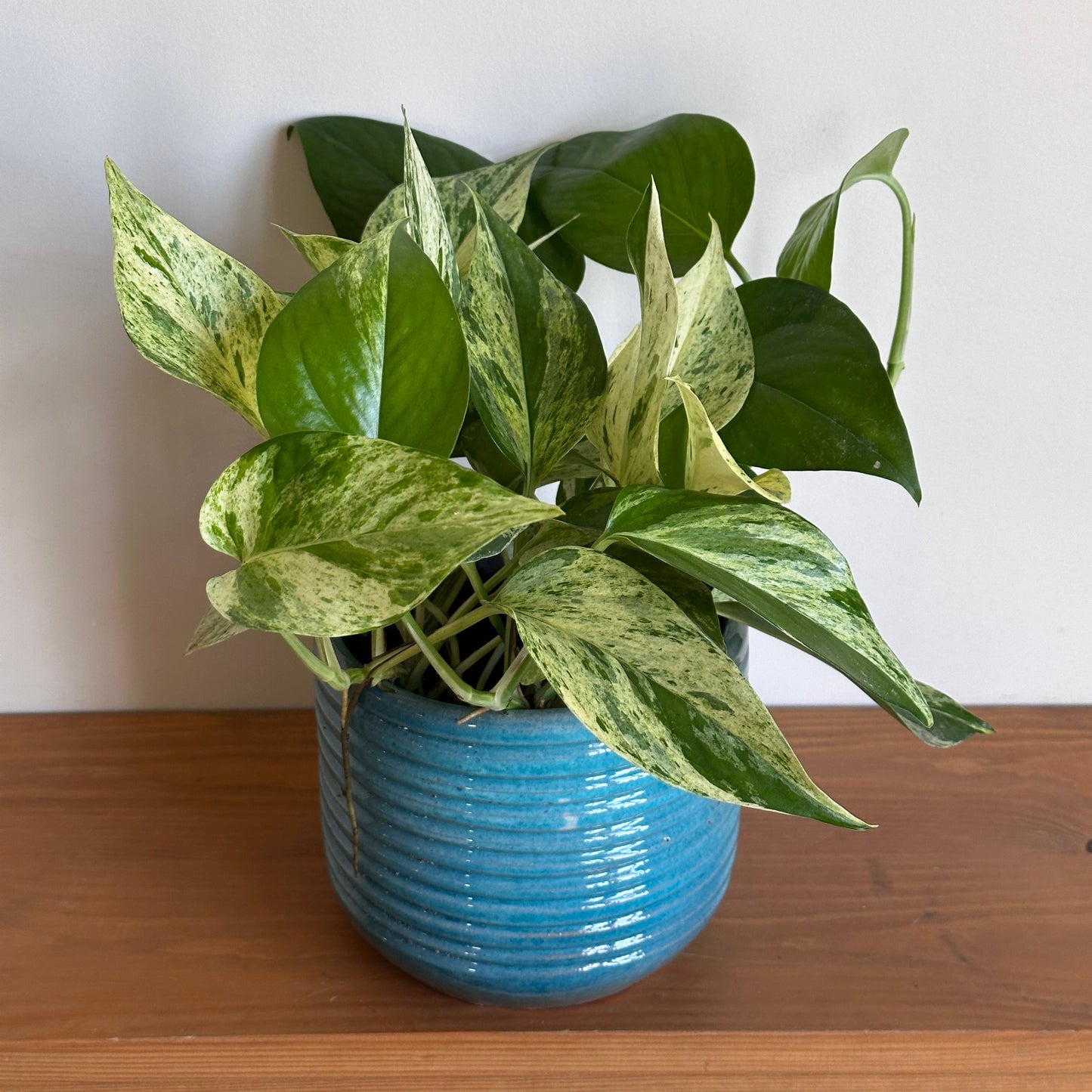 Marble Queen pothos plant in a blue ceramic pot against a white wall and wooden surface. | kaynuna.co | Egypt