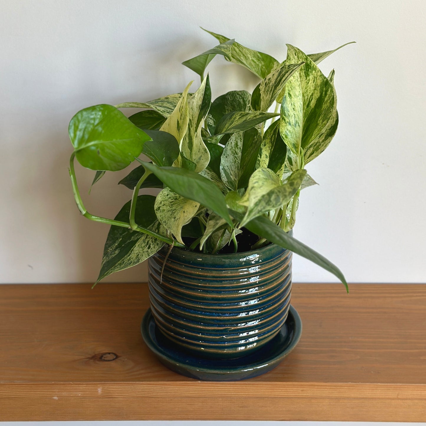Marble Queen Pothos houseplant in kaynuna ceramic pot