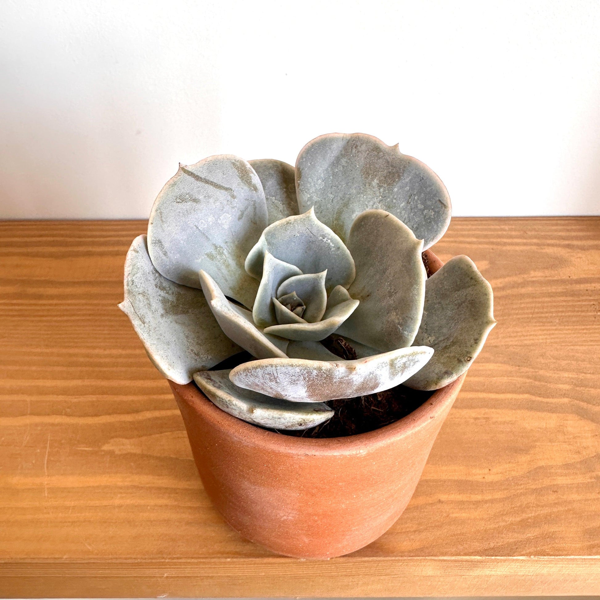 mexican rose succulent Mexican Rose – Kaynuna.co
