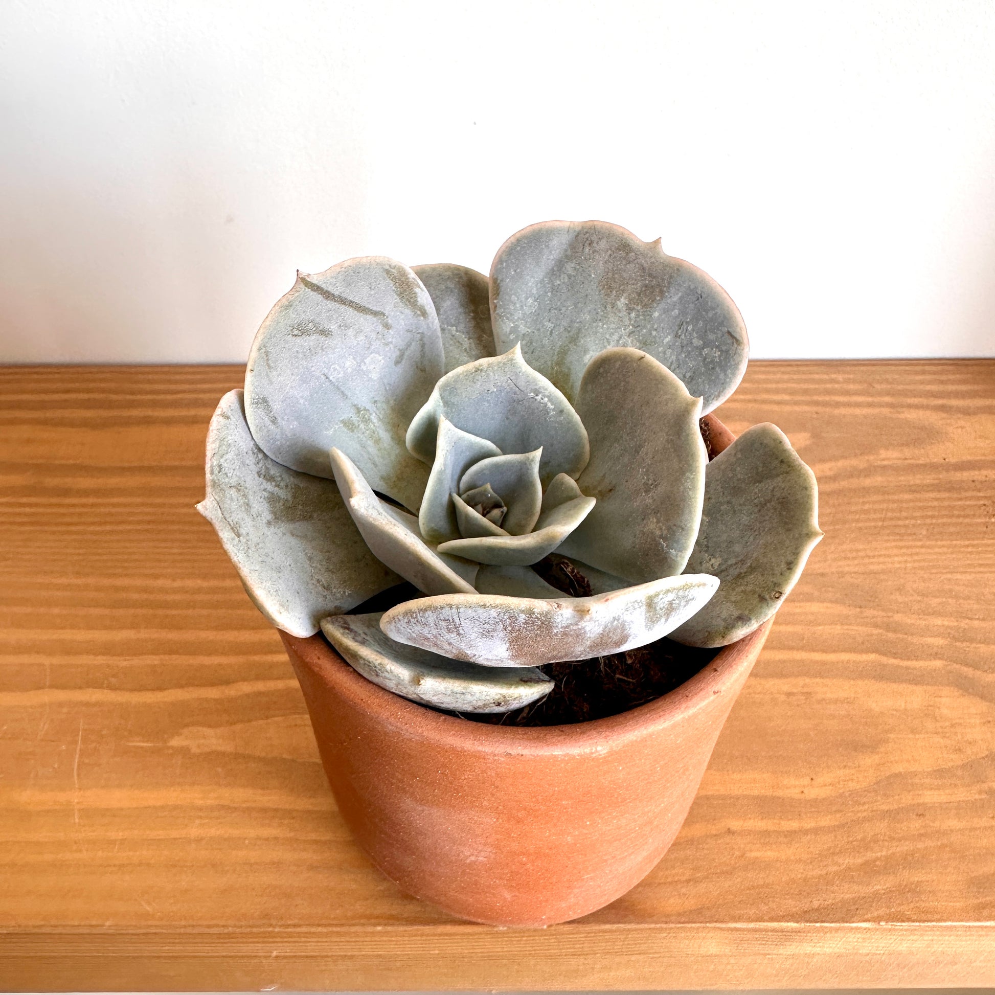 Shop Mexicaan Rose Succulent, online at kaynuna.co and get it delivered to your doorstep in Cairo and Alexandria, Egypt.