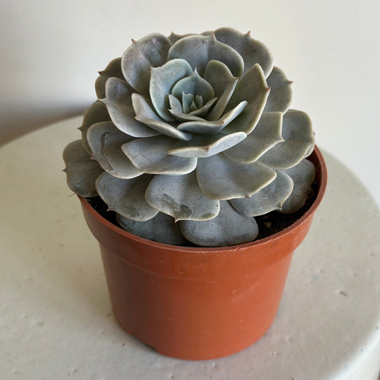 Potted succulent plant on a light surface