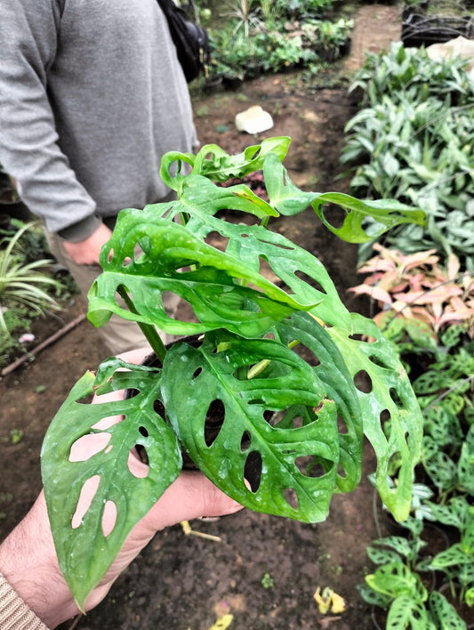 Monstera Adansonii