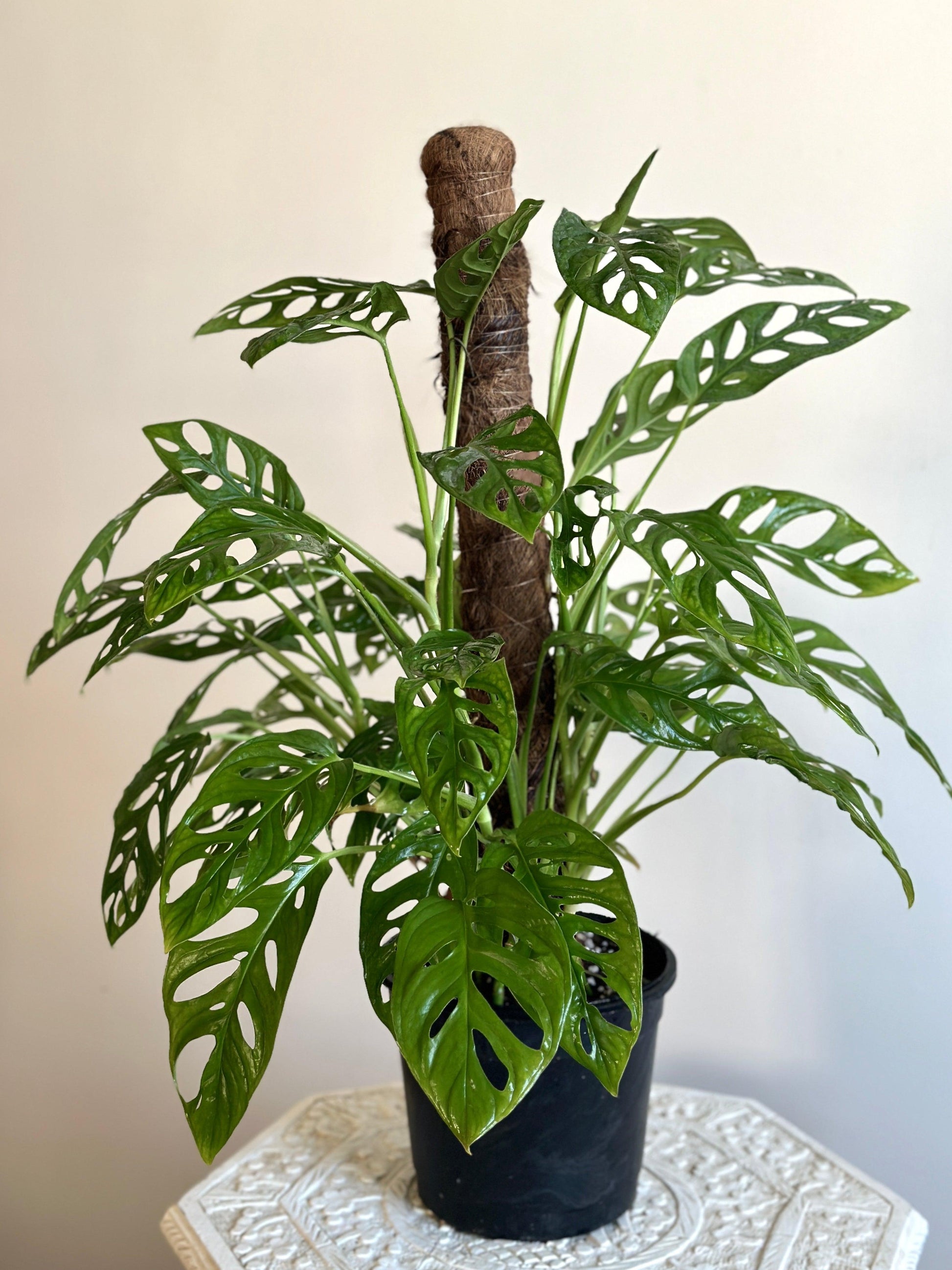 swiss cheese plant pole Climbing Monstera adansonii in Pole
