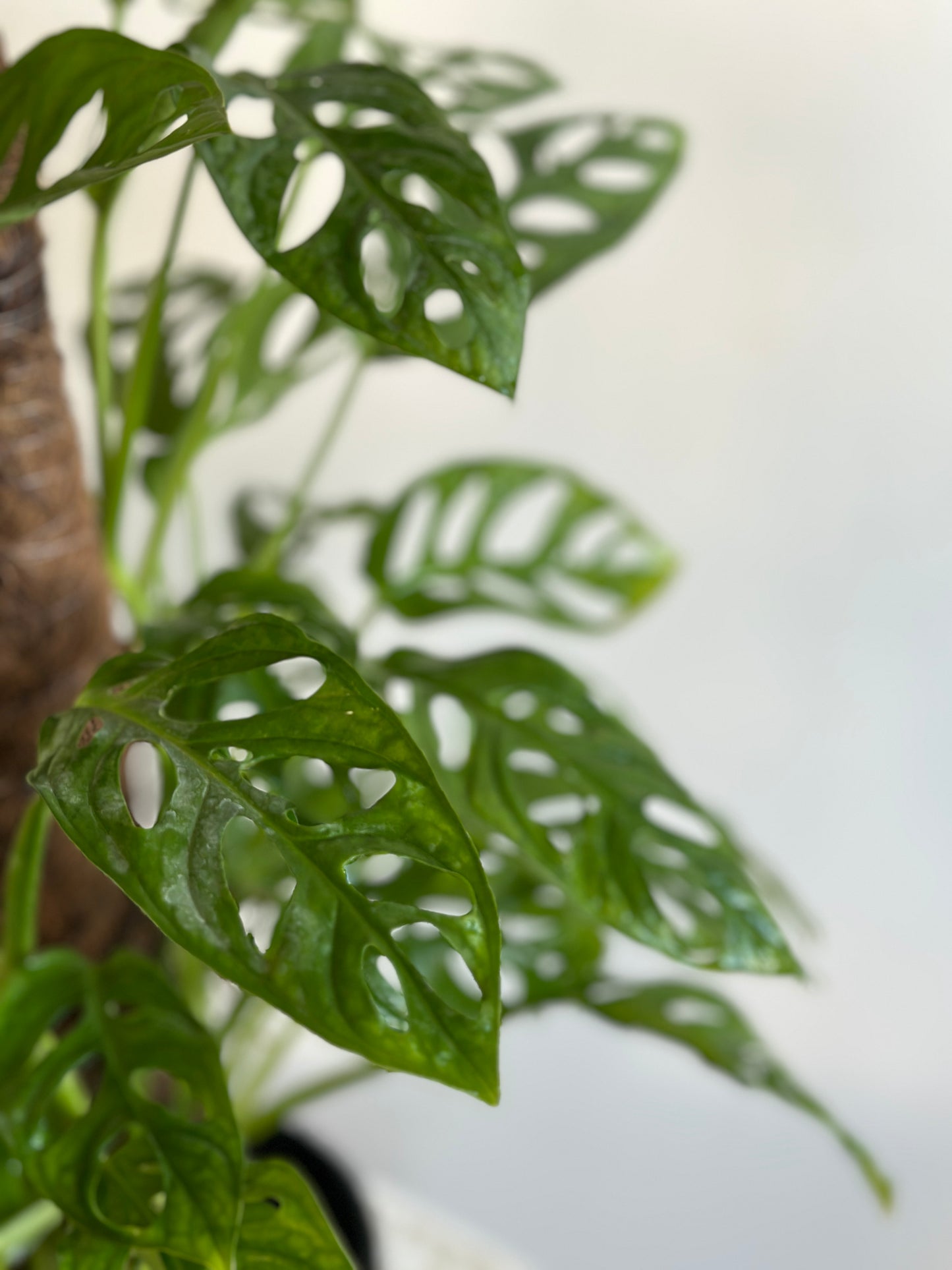 Mini Swiss Cheese Plant  closeup image