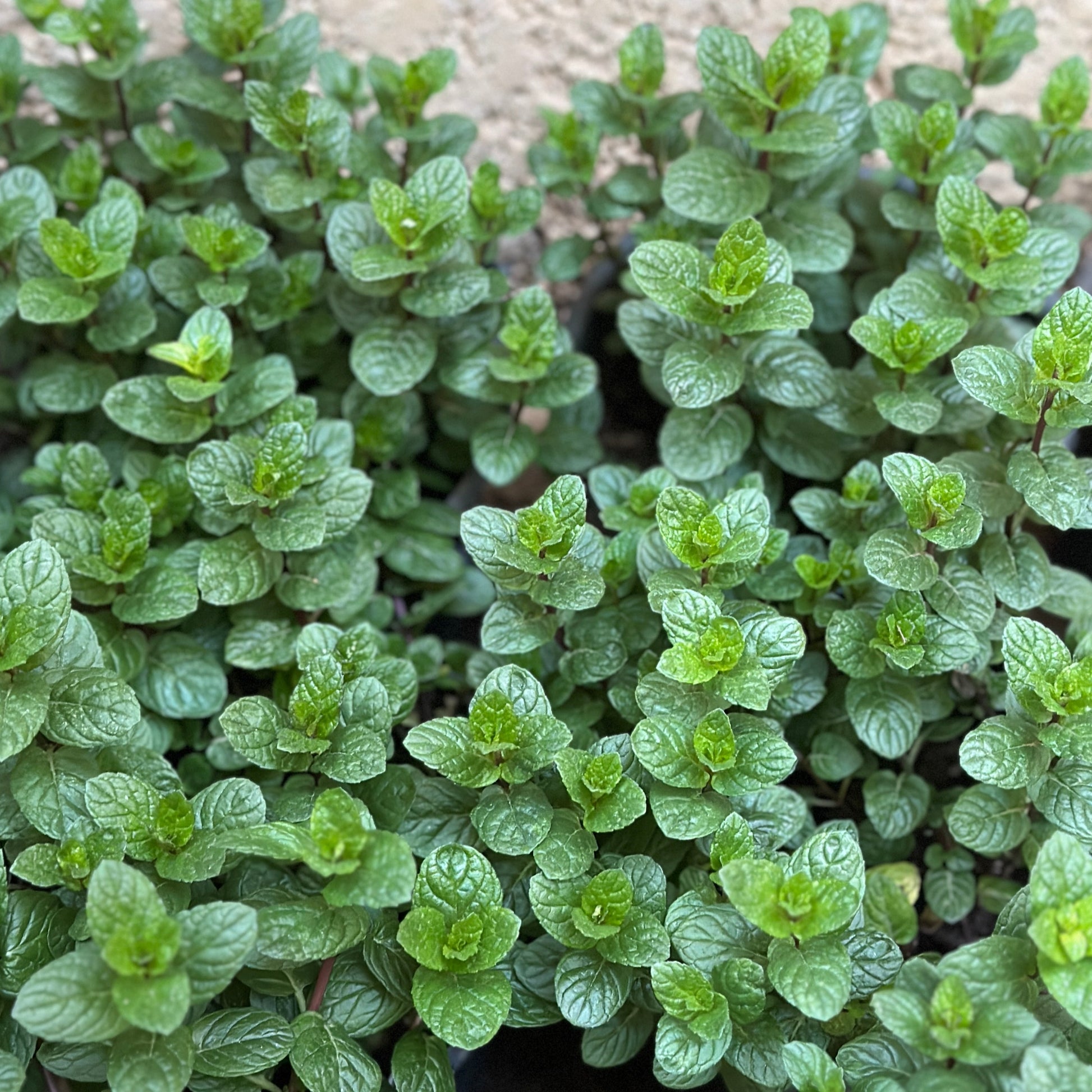 Shop mint from kaynuna.co, online plant store based in Cairoo, Egypt.