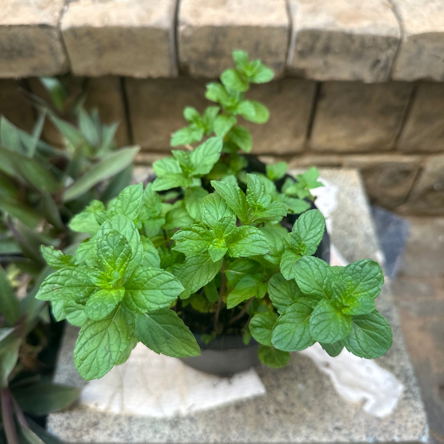 Buy Mint Herb for your balcony at kaynuna.co online store, Egypt.