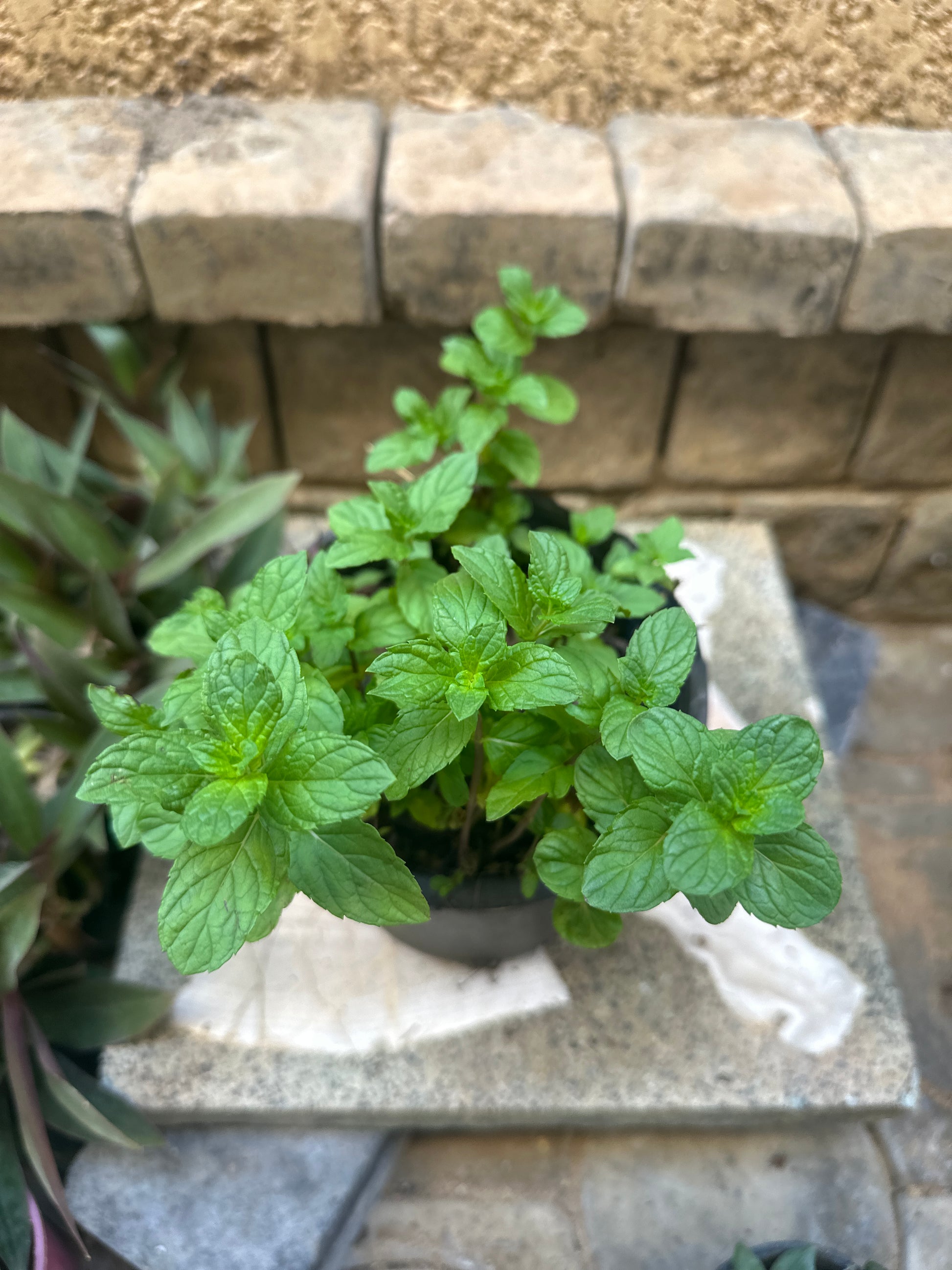 Buy Mint Herb for your balcony at kaynuna.co online store, Egypt.