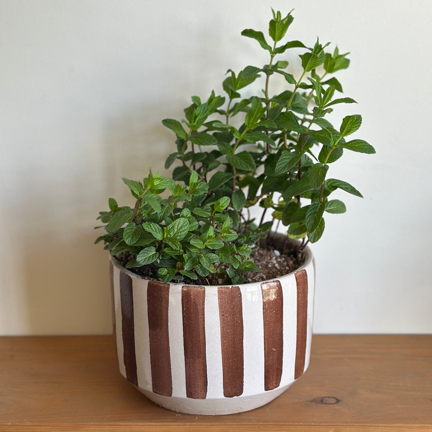 Shop Potted Mint plant in a striped pot on  |kaynuna