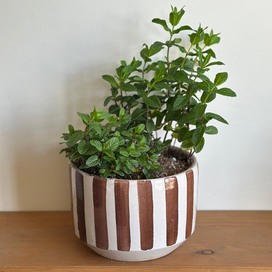 Shop Potted Mint plant in a striped pot on  |kaynuna