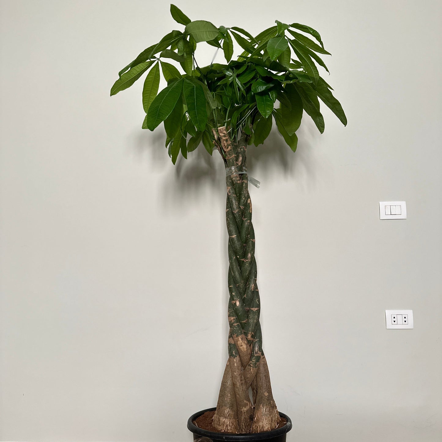 Money Tree | Kaynuna | Egypt