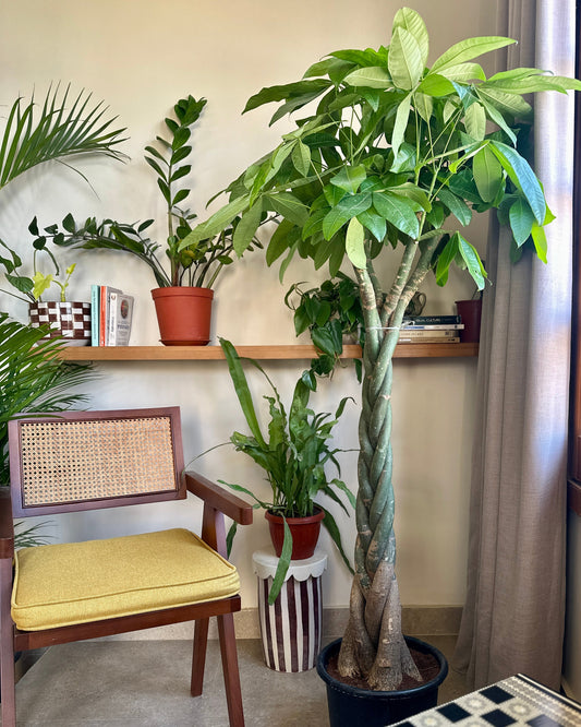Indoor setting with a chair, potted plants, and a shelf.