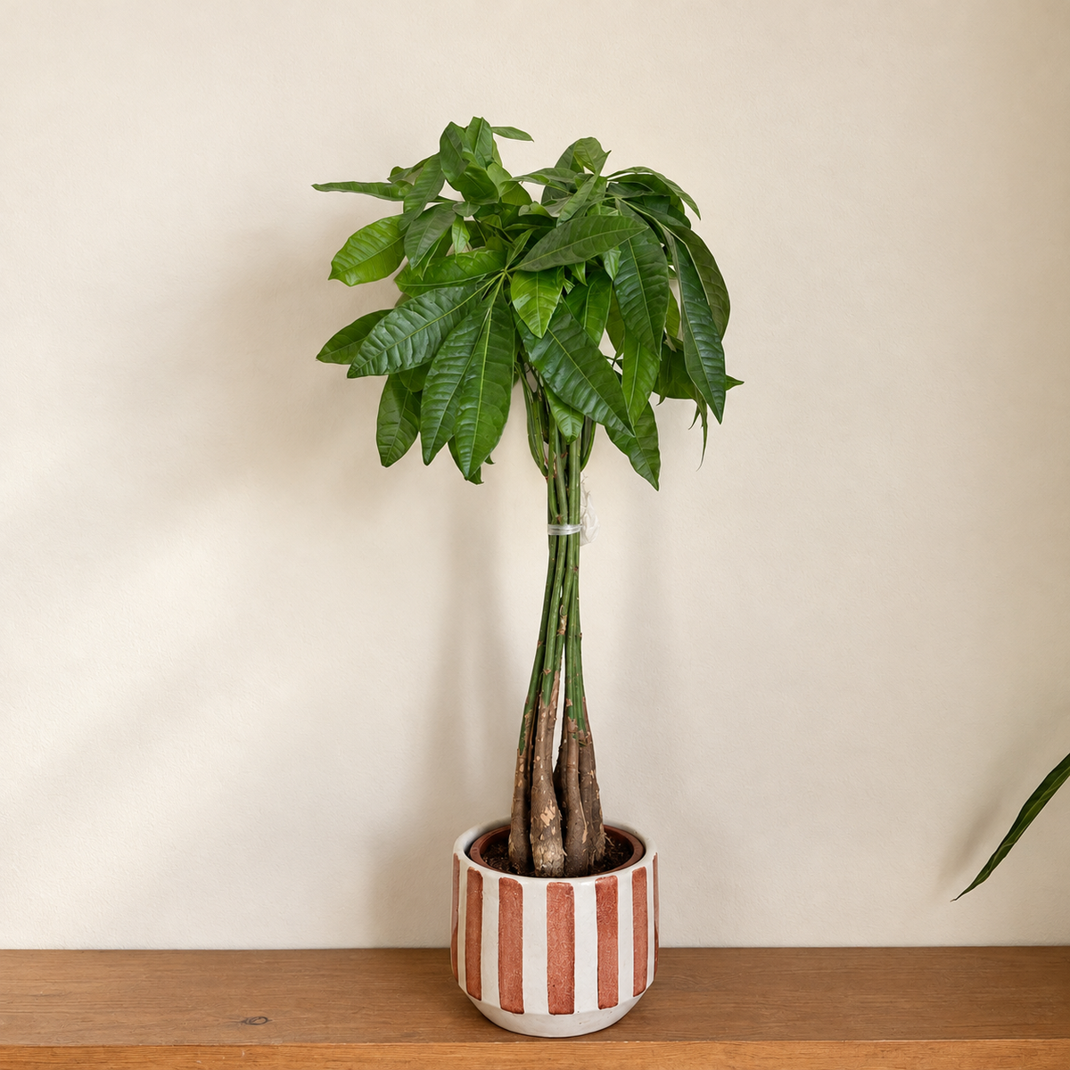 A potted money tree plant with green leaves and brown stems, in a white ceramic pot with red stripes, sitting on a wooden surface against a beige wall.