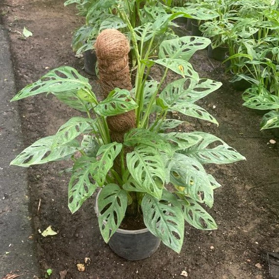 Mini Swiss Cheese Plant-monstera adansonii