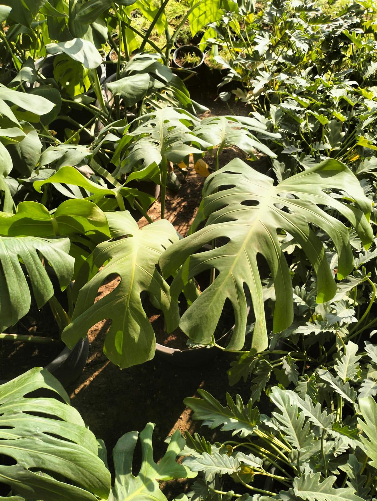 Monstera Deliciosa