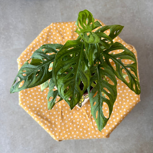 Mini Swiss Cheese Plant-monstera adansonii