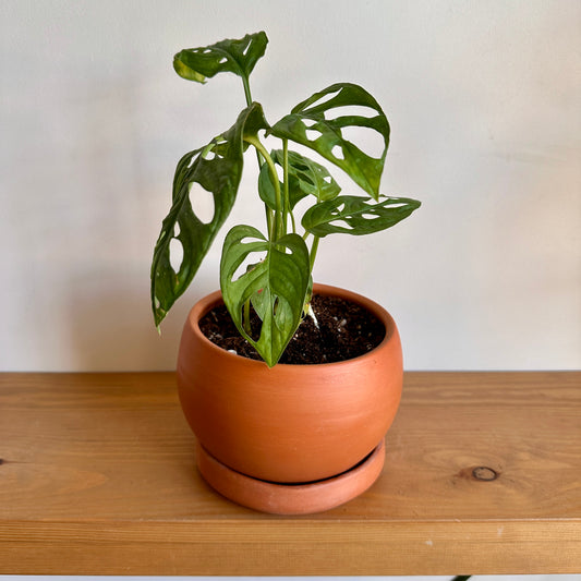 Shop Monstera Adansonii in terracotta clay pot, Cairo, Egypt.