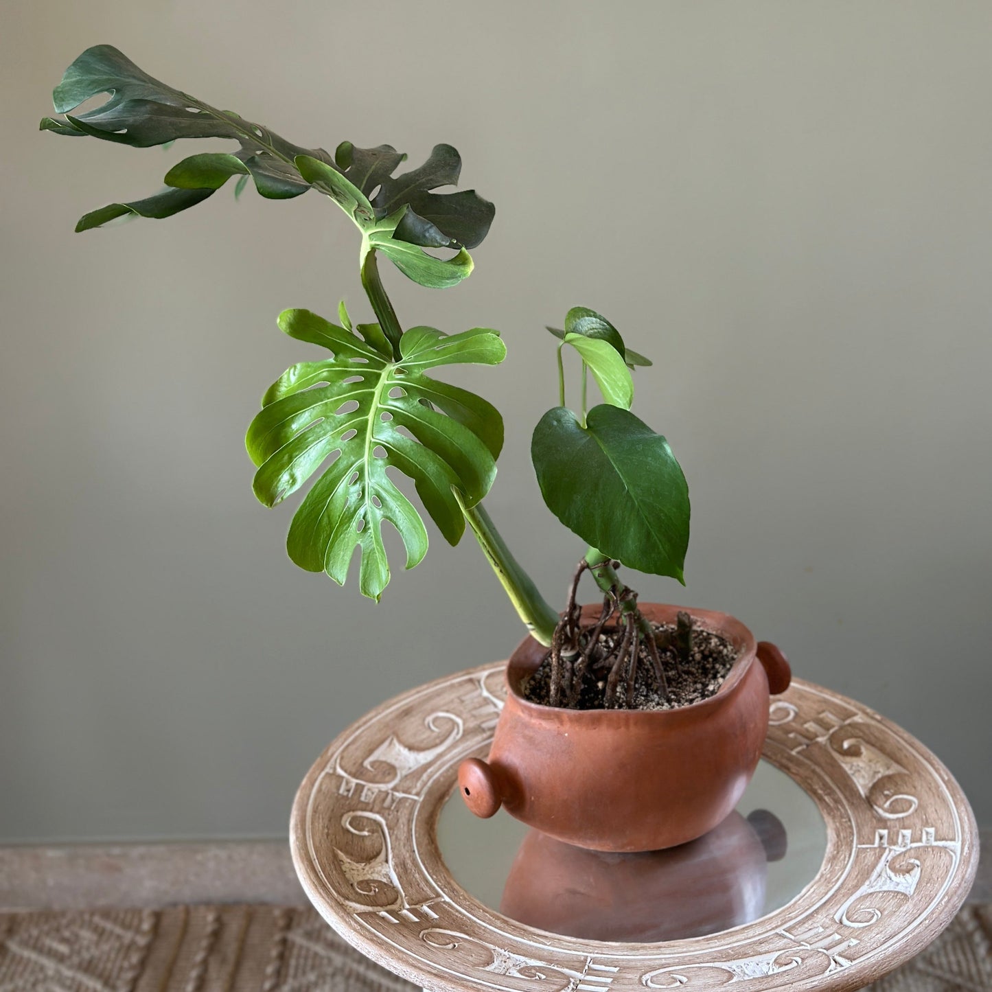 indoor monstera deliciosa in terracotta clay planter, cairo, egypt.