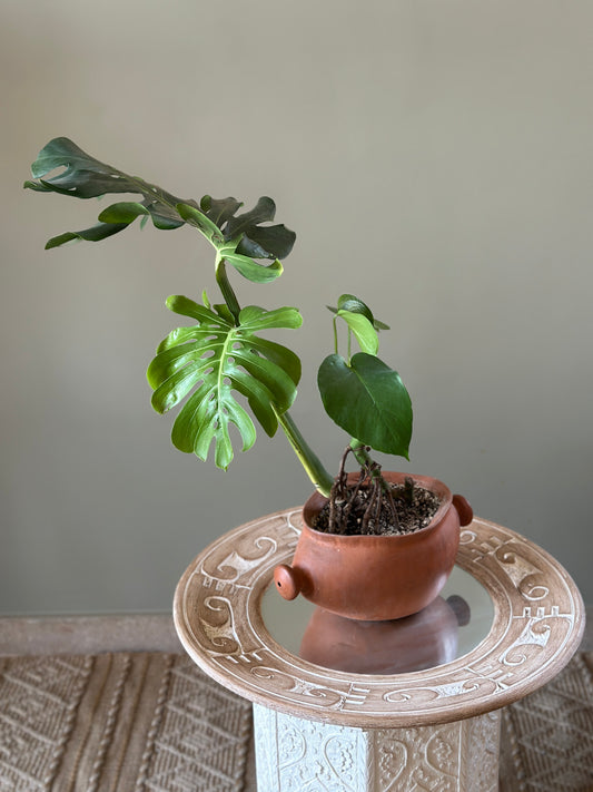 indoor monstera deliciosa in terracotta clay planter, cairo, egypt.