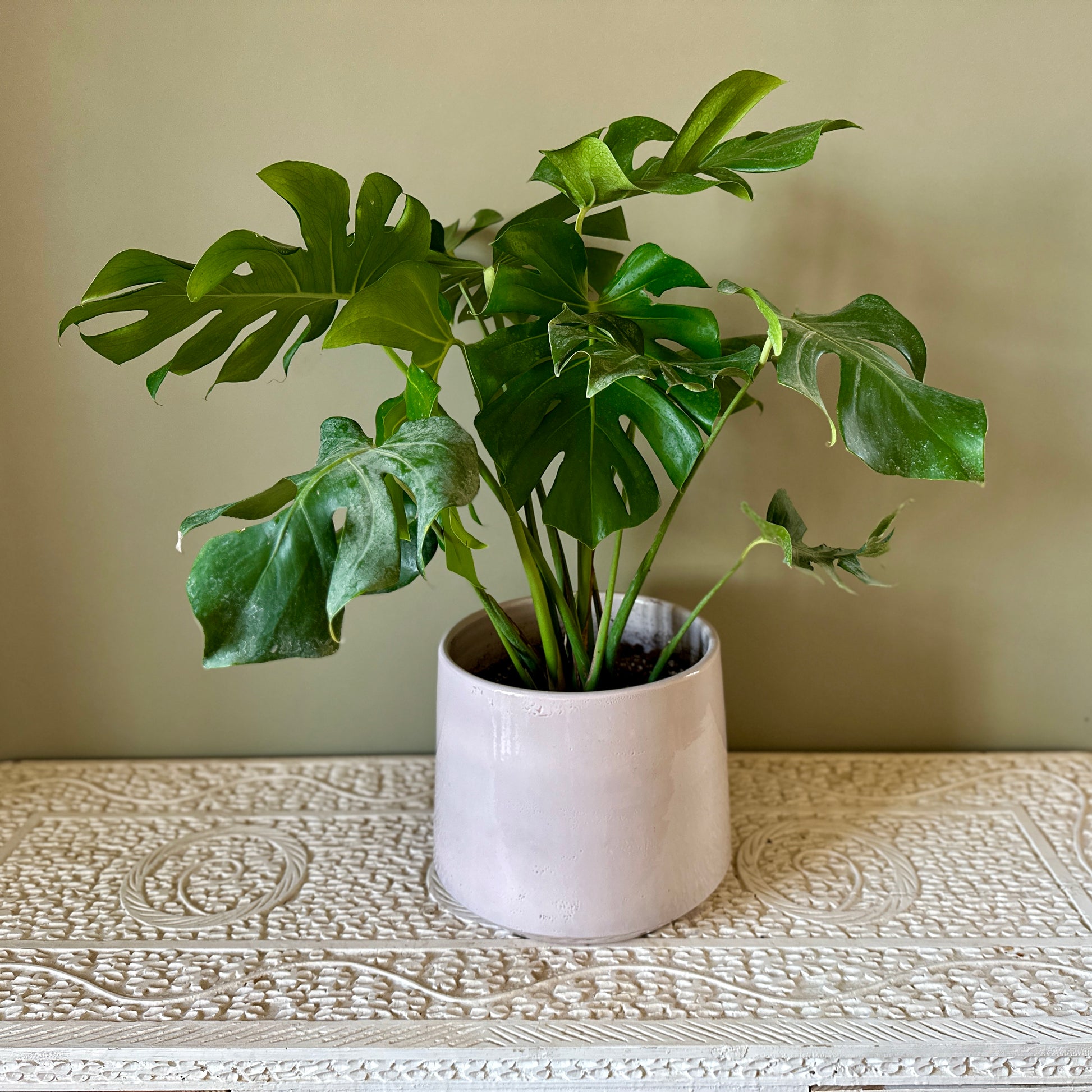 Indoor Monstera Deliciosa plant in Off White Ceramic Pot |kaynuna