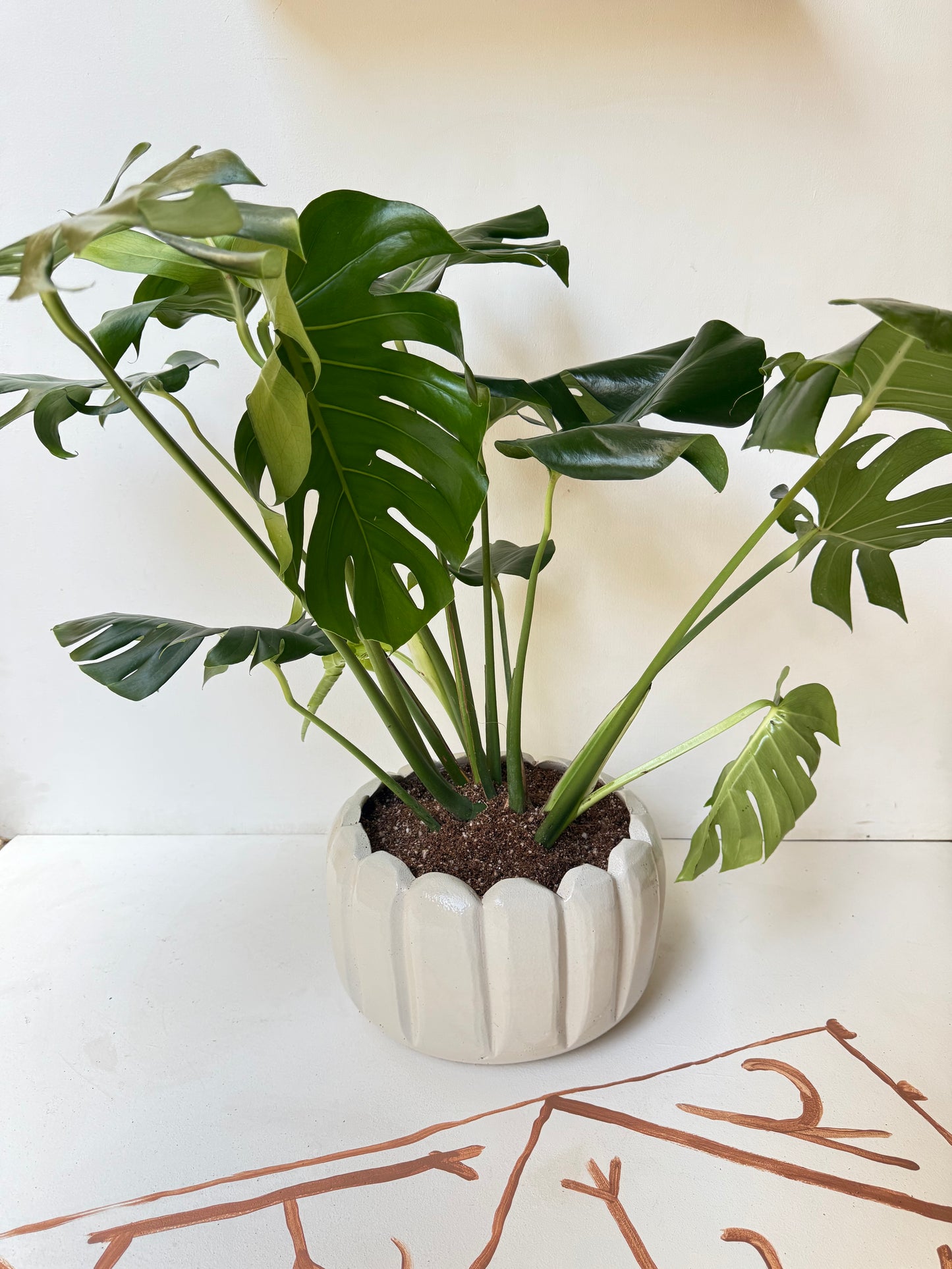 Monstera Deliciosa in Checkered Ceramic Pot