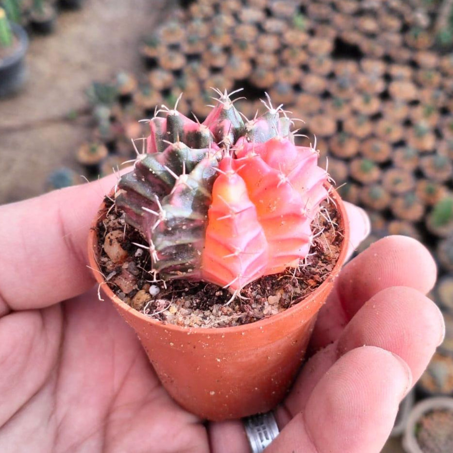 Moon cactus